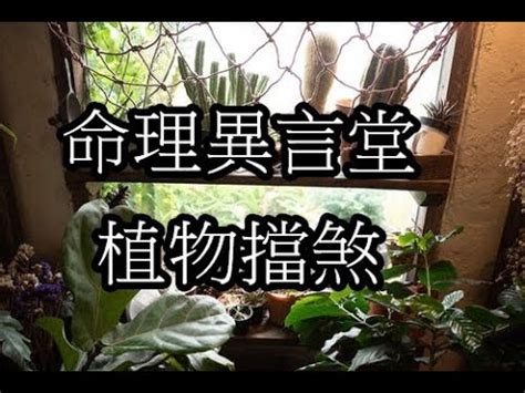 風水植物 擋煞|最近感覺諸事不順？居家風水這樣擺，開運化煞還能美。